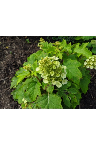 Гортензія Аліса